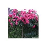 OLİMPOS TARIM 1 Adet Açık Kök Pembe Baston Gül Fidanı 1 Yaşında 35 cm