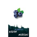 OLİMPOS TARIM 2 Adet Yaban Mersini - Blueberry (duke) Meyve Fidanı Tüplü OLMYMERS044