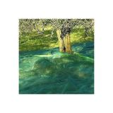 Olio Hasat Zeytin Dut Kayısı Toplama Filesi - 6x5 M