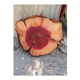 oliveforestwood Ardıç Ham Sehpa tablası