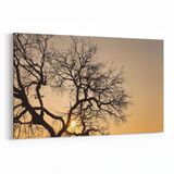 Olla 10559Y Ağaç Görseli Yatay 30x20 cm Kanvas Tablo