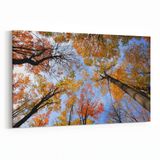 Olla 10692Y Ağaç Görseli Yatay 30x20 cm Kanvas Tablo