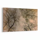 Olla 10850Y Ağaç Görseli Yatay 30x20 cm Kanvas Tablo