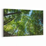 Olla 10991Y Ağaç Görseli Yatay 30x20 cm Kanvas Tablo