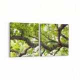 Olla 11031K2Y Ağaç Görseli Kare 2 Parça Yatay 65x30 cm Kanvas Tablo