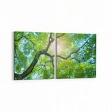 Olla 11055K2Y Ağaç Görseli Kare 2 Parça Yatay 65x30 cm Kanvas Tablo