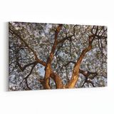 Olla 11061Y Ağaç Görseli Yatay 30x20 cm Kanvas Tablo