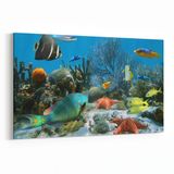 Olla 12056Y Akvaryum Balık Görseli Yatay 30x20 cm Kanvas Tablo
