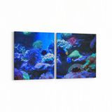 Olla 12068K2Y Akvaryum Balık Görseli Kare 2 Parça Yatay 65x30 cm Kanvas Tablo