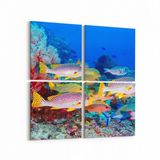 Olla 12069K4 Akvaryum Balık Görseli Kare 4 Parça 65x65 cm Kanvas Tablo