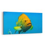Olla 12092YD Akvaryum Balık Görseli Yatay Dar 60x30 cm Kanvas Tablo