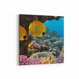 Olla 12117K Akvaryum Balık Görseli Kare 25x25 cm Kanvas Tablo