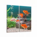 Olla 12138K4 Akvaryum Balık Görseli Kare 4 Parça 65x65 cm Kanvas Tablo