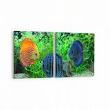 Olla 12179K2Y Akvaryum Balık Görseli Kare 2 Parça Yatay 65x30 cm Kanvas Tablo