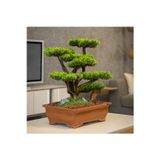 Omnia Concept Atlas Bonsai-1 Masaüstü Kullanıma Uygun Doğal Ağaç Gövdeli Yapay Bonsai Ağacı - 50X60 Cm