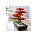 Omnia Concept Atlas Bonsai-3-1 Masaüstü Kullanıma Uygun Doğal Ağaç Gövdeli Yapay Bonsai Ağacı - 50X60 Cm