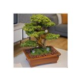 Omnia Concept Atlas Bonsai-5 Masaüstü Kullanıma Uygun Doğal Ağaç Gövdeli Yapay Bonsai Ağacı - 50X60 Cm