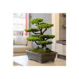 Omnia Concept Atlas Bonsai-7 Masaüstü Kullanıma Uygun Doğal Ağaç Gövdeli Yapay Bonsai Ağacı - 50X60 Cm