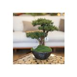 Omnia Concept Calipso Bonsai-4 Masaüstü Kullanıma Uygun Mini Yapay Bonsai Ağacı - 30x40 Cm
