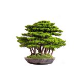 Omnia Concept Callisto Bonsai Garden - Iç Ve Dış Mekan Kullanımına Uygun Premium Kalitede Yapay Ağaç 70x90 Cm
