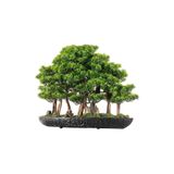 Omnia Concept Navis Bonsai Garden - Iç Ve Dış Mekan Kullanımına Uygun Premium Kalitede Yapay Bitki 70x50 Cm
