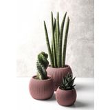 Omnipazar Krs Mercan Dekoratif Kaktüs Sukulent Plastik Saksı Takımı 3'Lü Set Soft Pembe