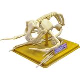Omz Kurbağa İskeleti Bilim Seti Kız Erkek Çocuk Oyuncak Eğitici Oyuncaklar