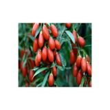 Önderler Goji Berry ( Kurt Üzümü ) 2 Yaşında Saksıda