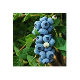Öner Fidancılık Yaban Mersini, Blue Berry Fidanı Legacy (MAVİ SERTİFİKALI) 1 yaş