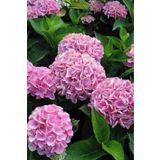 Online Botanik Ortanca Fidanı Pembe 10-20 Cm