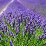 OnlineBahçem Lavandula Angustifolia Lavanta Çiçeği Tohumu(10 gram)