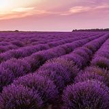 OnlineBahçem Lavandula Angustifolia Lavanta Çiçeği Tohumu(100 adet)