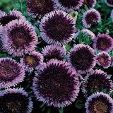 OnlineBahçem Pompon Blue Moon Aster Çiçeği Tohumu (50 tohum)