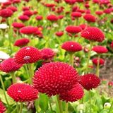 OnlineBahçem Pompon Paeony Duchesse Crimson Aster Çiçeği Tohumu (50 tohum)
