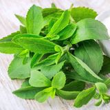 OnlineBahçem Şifalı Şeker Otu(Stevia) Tohumu (40 tohum)