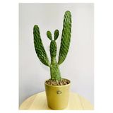 Opuntia Consolea+ Gold Terracotta Saksı