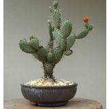 opuntia Hint inciri tohumu (Opuntia bonsai)