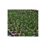 Opuntia Kaktüs Tavşan Kulağı 8.5 Cm Saksı