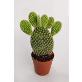Opuntia Microdasys Albata Tavşan Kulağı Kaktüs Tekli Kaktüs 5.5 cm Saksıda