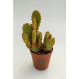 Opuntia Microdasys Rufida Minor - Kaynana Dikeni - 5.5 cm Saksıda
