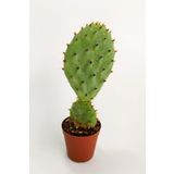 Opuntia Santarita Nadide Kaktüs Tekli Kaktüs Özel Tür Kaktüs 5.5 cm Saksıda