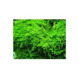 Oquanus Christmass Moss (Vesicularia montagnei) Akvaryum Canlı Bitki 200 Cc