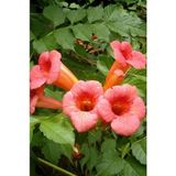 Orange Persian Horn Sapling Turuncu Acem Borusu Fidanı 40-80 cm