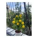 ORDAN ALDIM Saksıda Yapay Limon Bitkisi