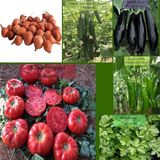 Organik 6 Paket Tohum NO18 Arpacık Soğan 1 Kg. Iska Hibrit Salatalık Patlıcan Köy Domatesi Bibe