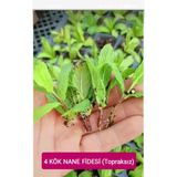 organik bitki dünyası Organik Canlı Yeşil Nane Fidesi 4 Kök Nane Fidanı (Topraksız Köklü)
