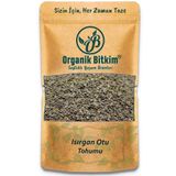 Organik Bitkim 1 kg Isırgan Otu Tohumu