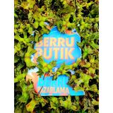 Organik Fındık - Doğal Fındık - Kabuklu Giresun Fındığı (1 Kg)