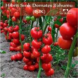 Organik Hibrit Sırık Domates Tohumu Işık 10 Adet F1 Hibrit Domates Tohumu
