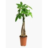 ÖRGÜLÜ PACHİRA PARA AĞACI İTHAL 50 CM